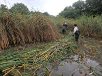 高尾の池のガマ刈り