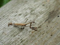 コカマキリ