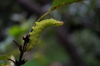 ナカキシャチホコ幼虫