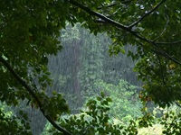 雨の風景