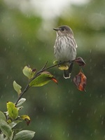 雨とエゾビタキ