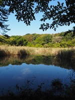 高尾の池